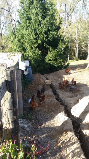 chickens like the trench